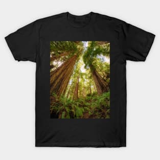 Redwood Forest T-Shirt